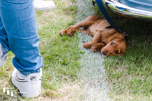 Puppy resting under a Jag