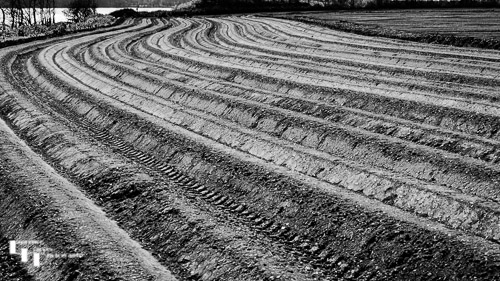 Potato fields, freshly planted