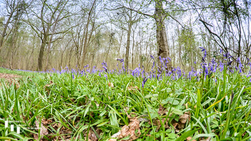 Bluebell woodland (Fisheye)