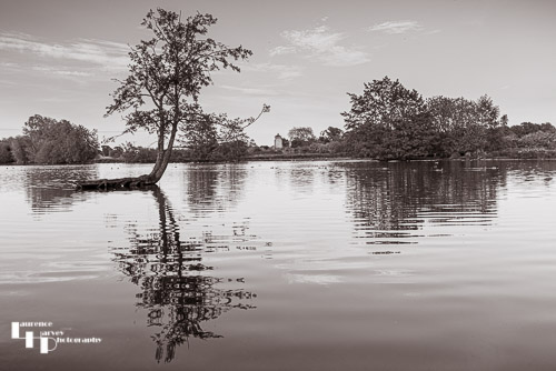 Lone tree on Livermere Lakes