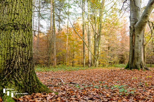King's Forest woodland floor in the Autumn
