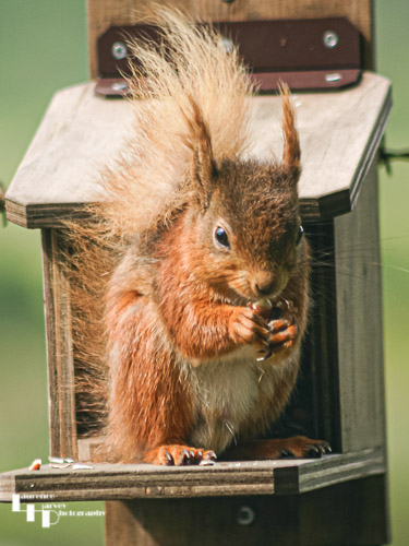 Red Squirrel