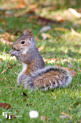 Grey Squirrel in garden