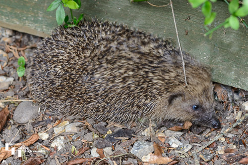 Hedgehog in the garden