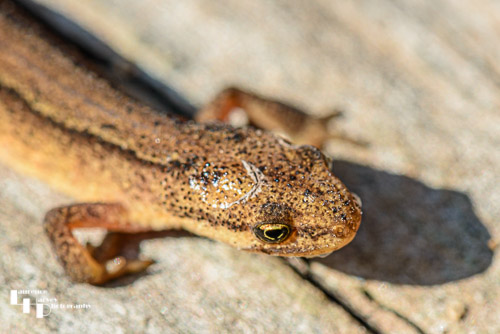 Common Lizard