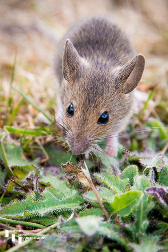 Field (or Wood) Mouse