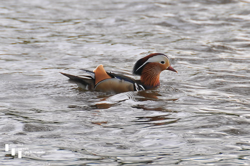 Mandarin Duck