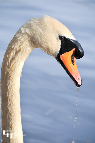 Mute Swan