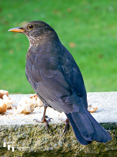 Female Blackbird feeding