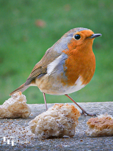 Robin feeding