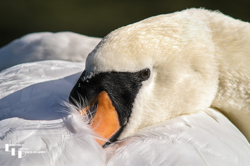 Mute Swan