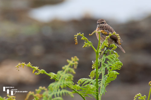 Female Stonechat