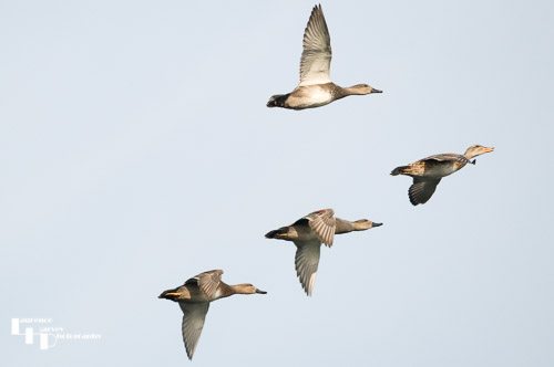Mallards in flight