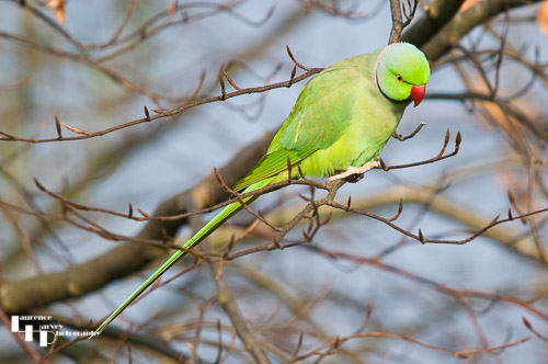 Parakeet in garden