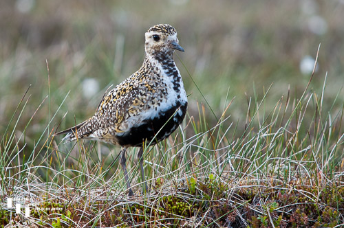 Golden Plover on the Cheviot Hills