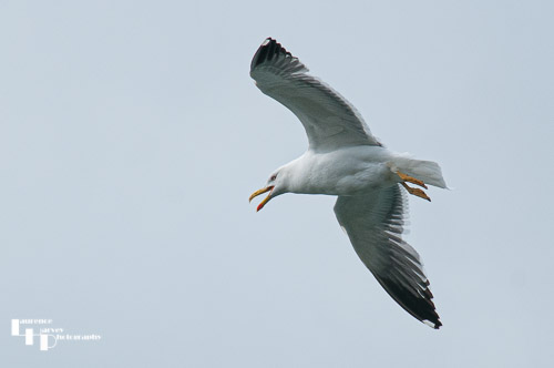 Great Black Backed Gull in flight