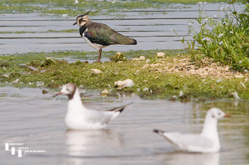Lapwing & Black Headed Gull