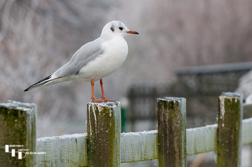 Black Headed Gull on a frosty morning