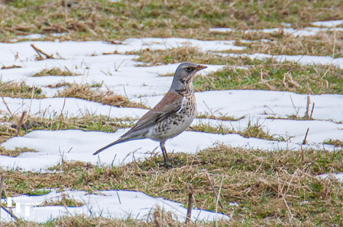 Fieldfare