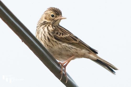 Skylark