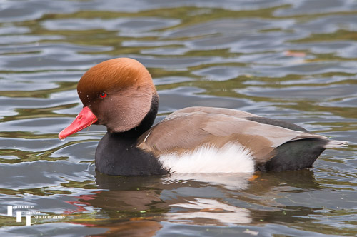 Red Crested Pochard