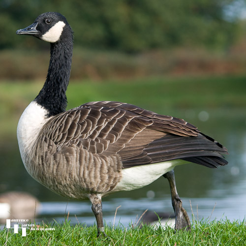 Canada Goose