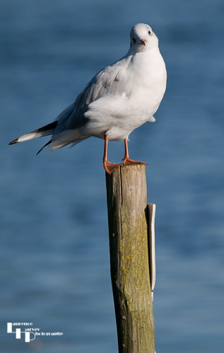 Black Headed Gull (in winter plumage)