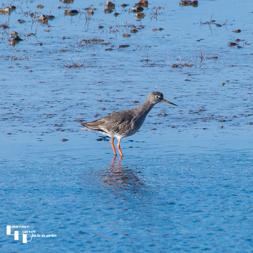 Common Redshank