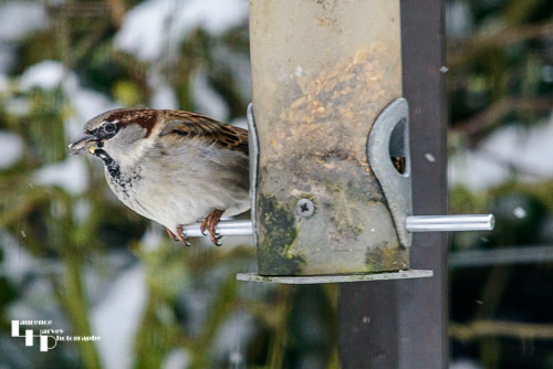 Male House Sparrow on feeder