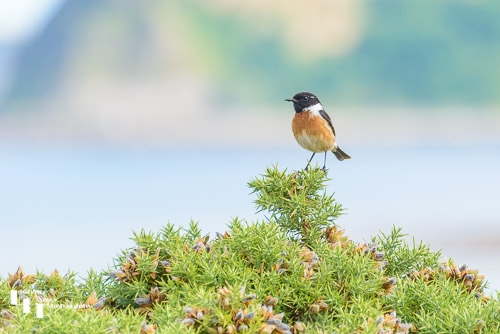 Stonechat on gorse