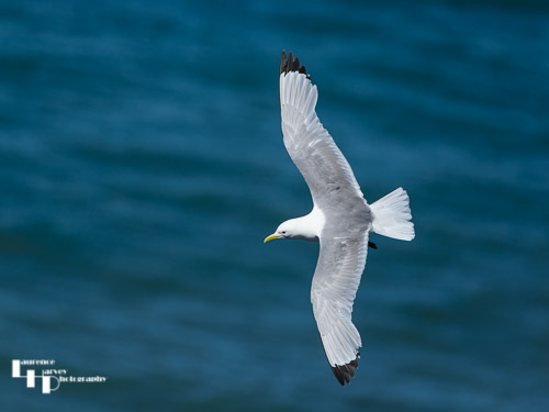 Kittiwake in flight
