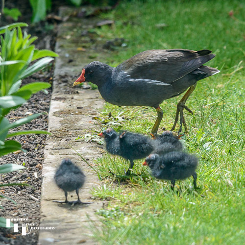 Moorhen & Chicks