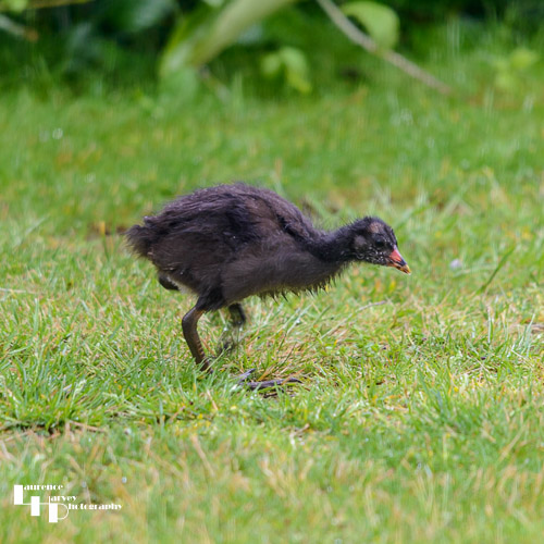 Moorhen chick