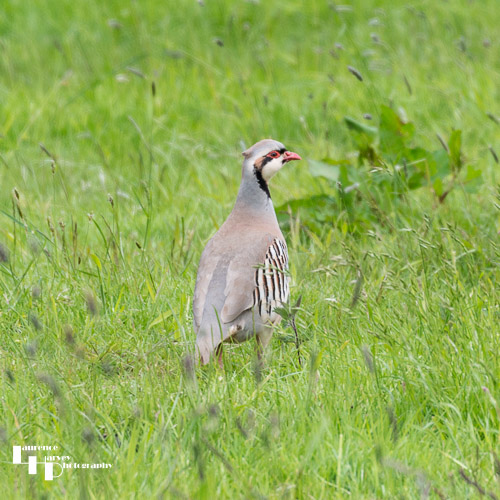 Red Legged Partridge