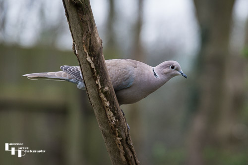 Collared Dove