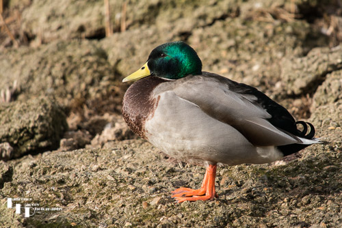 Mallard (Male)