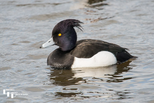 Tufted Duck