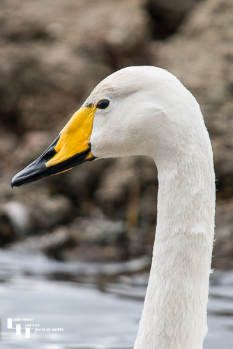 Whooper Swan