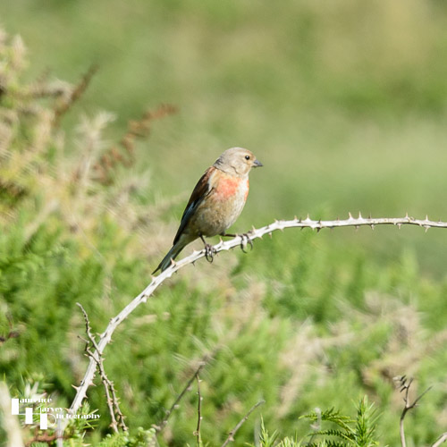 Linnet