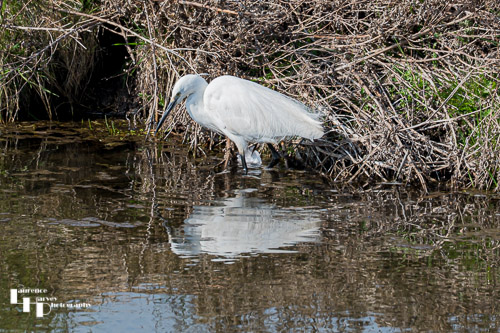 Little Egret at Salthouse