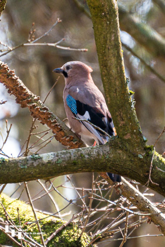 Jay in a tree