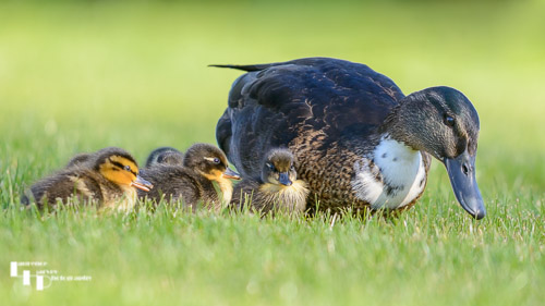 Mallard with ducklings
