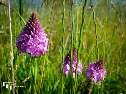 Pyramidal Orchid