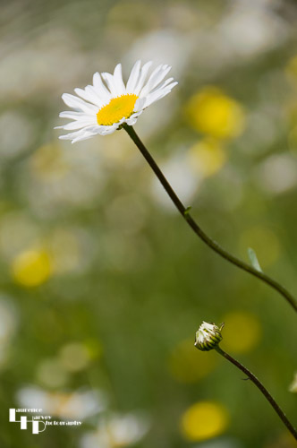 Ox Eye Daisy