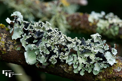 Lichen on a tree.