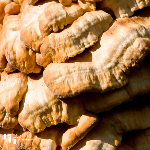 Chicken Of The Woods Bracket Fungus