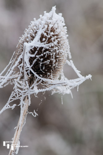 Frosty cobweb on Teasel