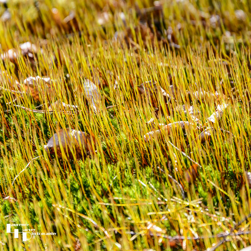 Moss in the sunlight