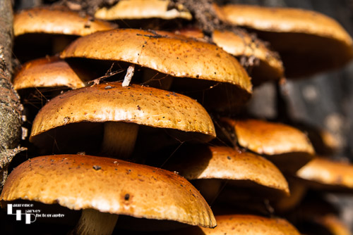 Shaggy Scalycap Bracket Fungus