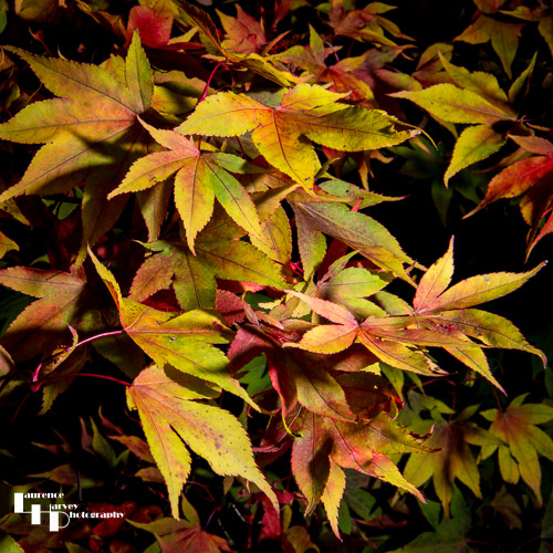 Autumn Acer leaves